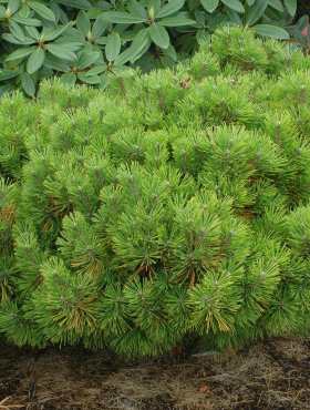 Pinus Densiflora 'Jane Kluis' - Dvärgtall