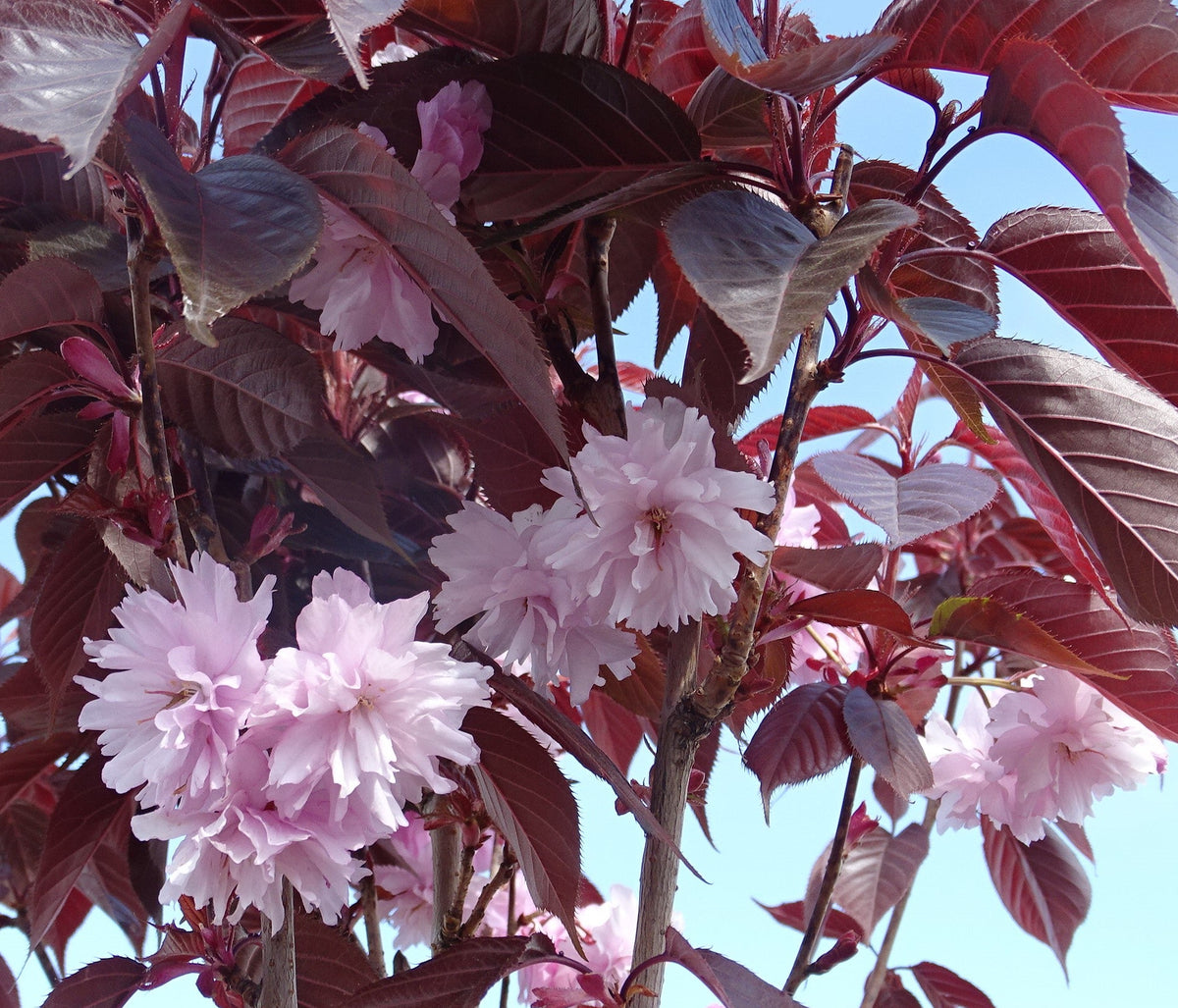 Prunus serrulata 'Royal Burgundy' - Japaninkirsikka