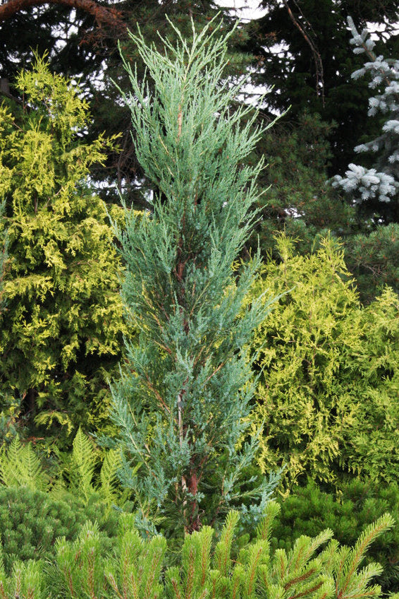Juniperus Scopulorum 'Blue Arrow' - Blåbergskataja