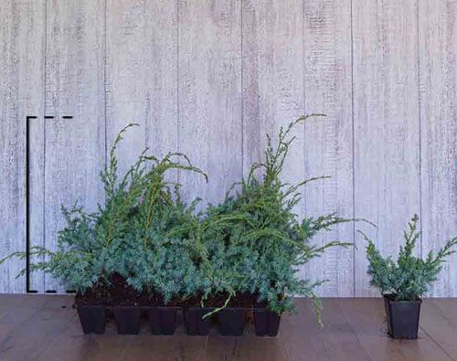 Juniperus chinensis 'Blue Alps' - kinesisk en