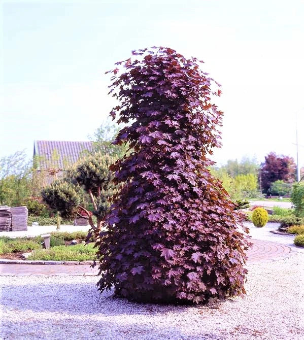 Acer platanoides 'Crimson Sentry' - Pelarblodlönn