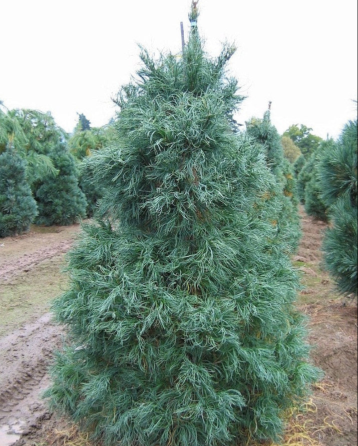 Pinus strobus 'Torulosa' - Weymouthtall