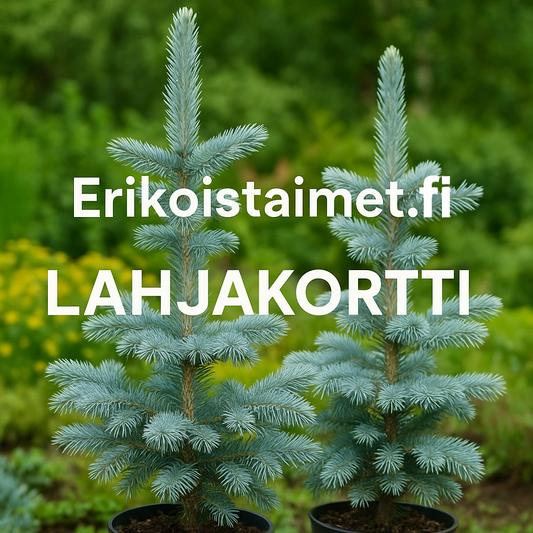 arikoistaimet.com Lahjakortti