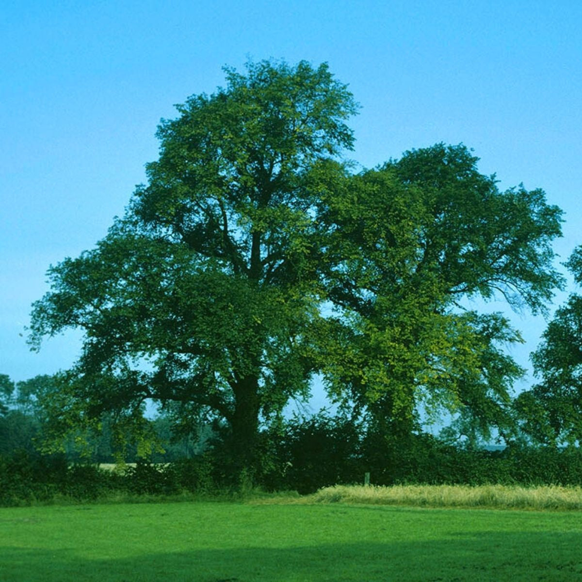 Ulmus minor - Lehtojalava