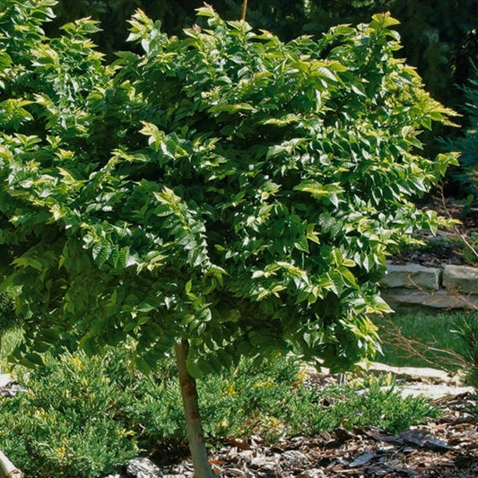 Ulmus minor - Lehtojalava