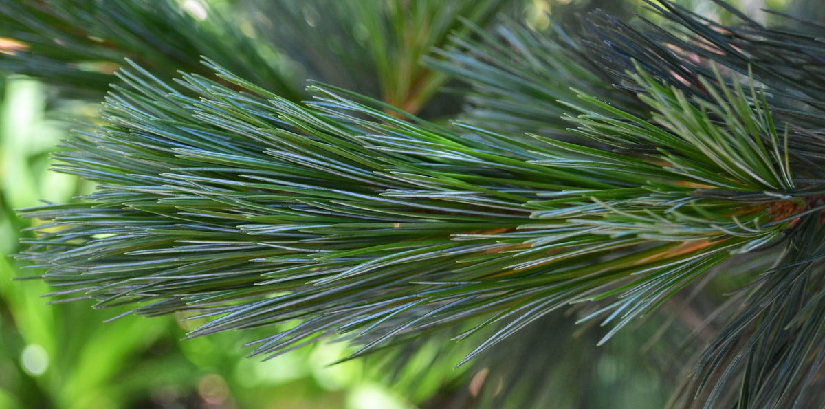 Pinus Flexilis 'Vanderwolf's Pyramid' - Rocky Mountains contortatall