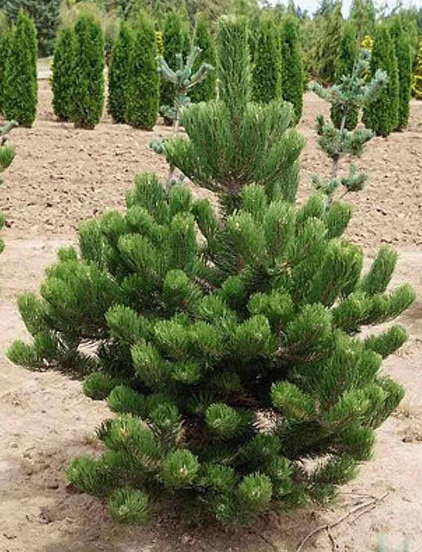Pinus nigra 'Oregon Green' - Mustamänty