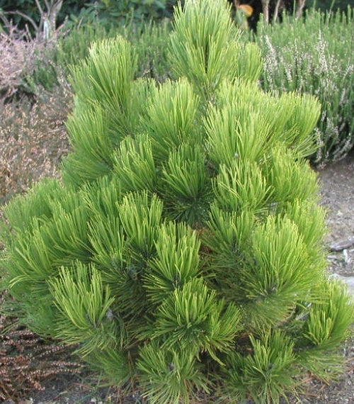 Pinus heldreichii (leucodermis) 'Nana' - Dvärgserbisktall