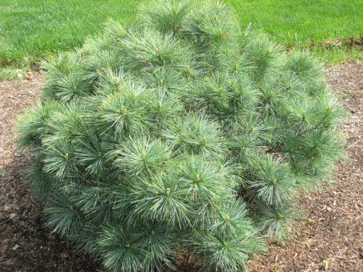 Pinus strobus 'Radiata' - Kääpiöstrobusmänty
