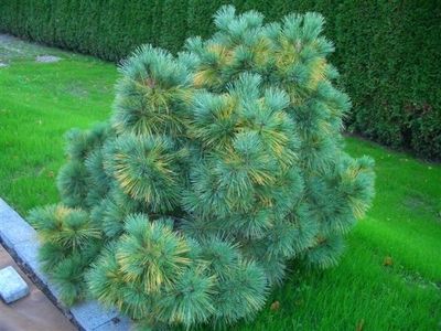 Pinus strobus 'Radiata' - Kääpiöstrobusmänty