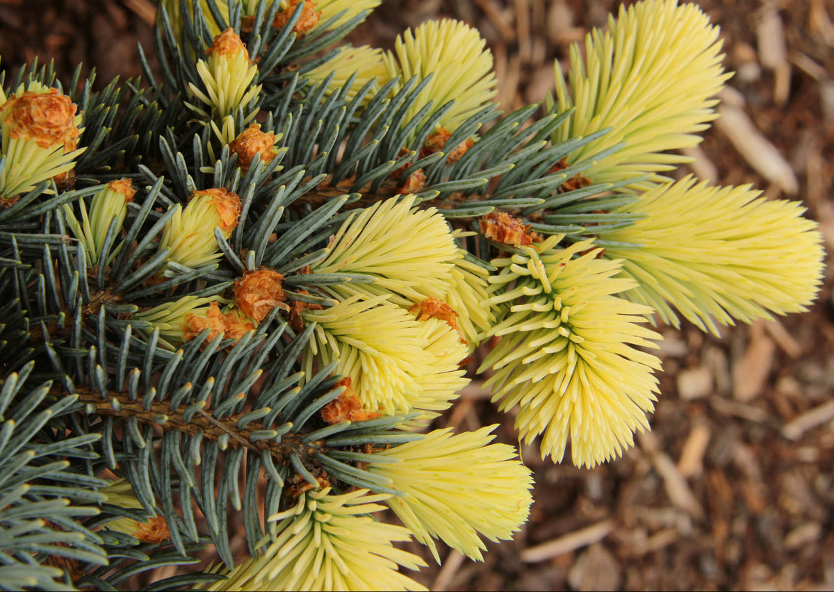 Picea pungens 'Bialobok' - Sinikuusi