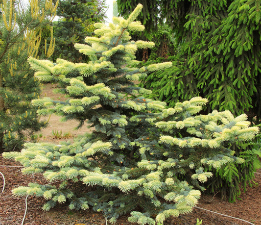 Picea pungens 'Bialobok' - Sinikuusi
