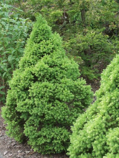 Picea glauca "Conica" - Sockertoppsgran
