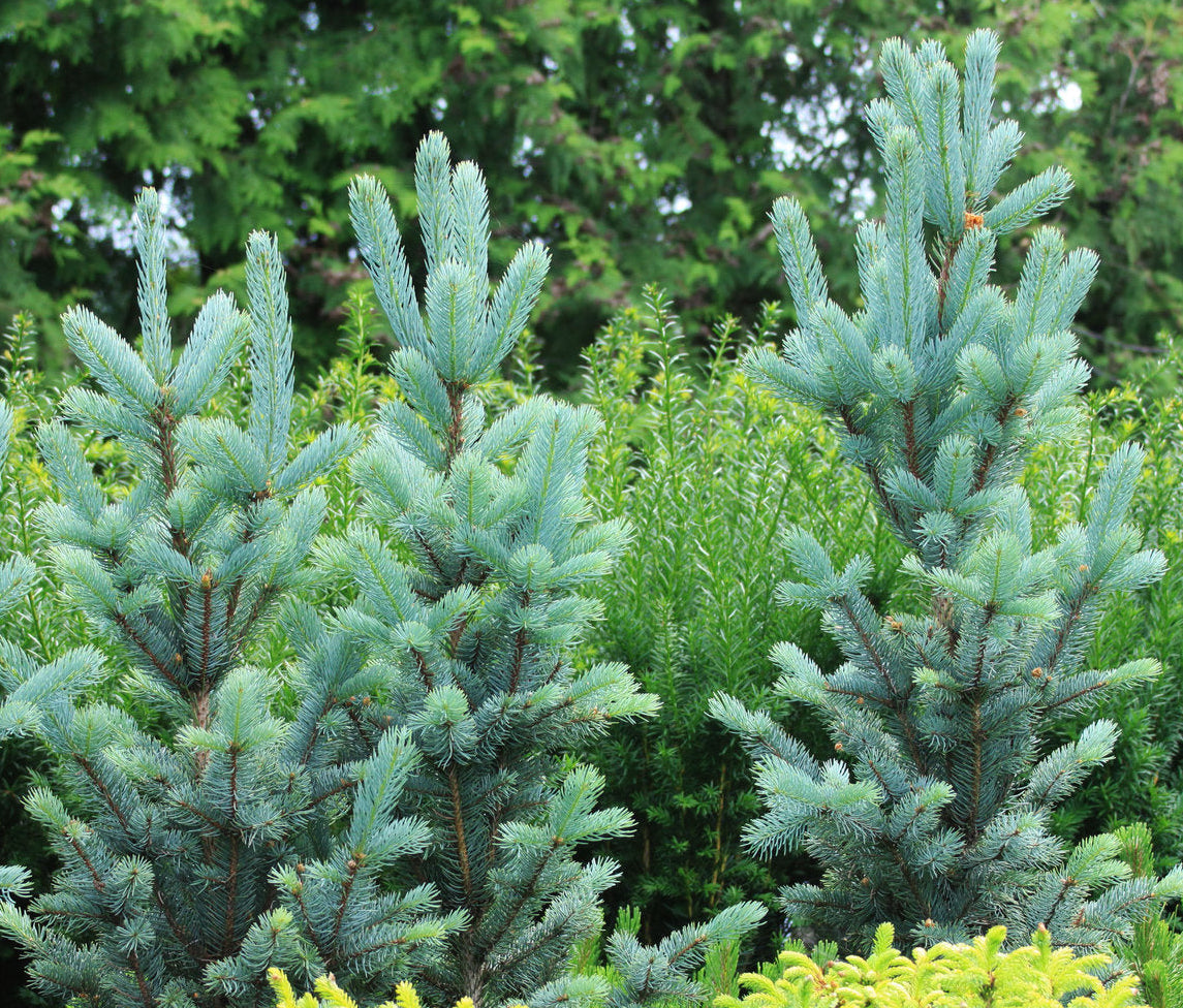 Picea pungens 'Iseli Fastigiate' - Pelargran, Pelarcembragran