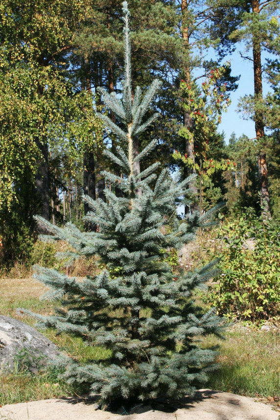 Picea pungens "Glauca" - Blue Spruce / Silver Spruce 