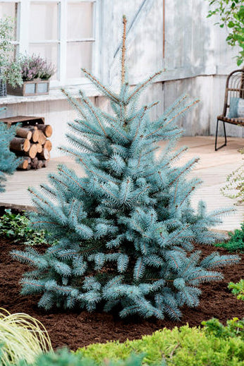 Picea pungens 'Blue Diamond' - Blågran