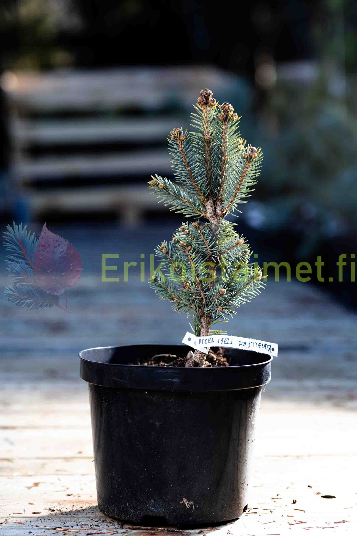 Picea pungens 'Iseli Fastigiate' - Pelargran, Pelarcembragran