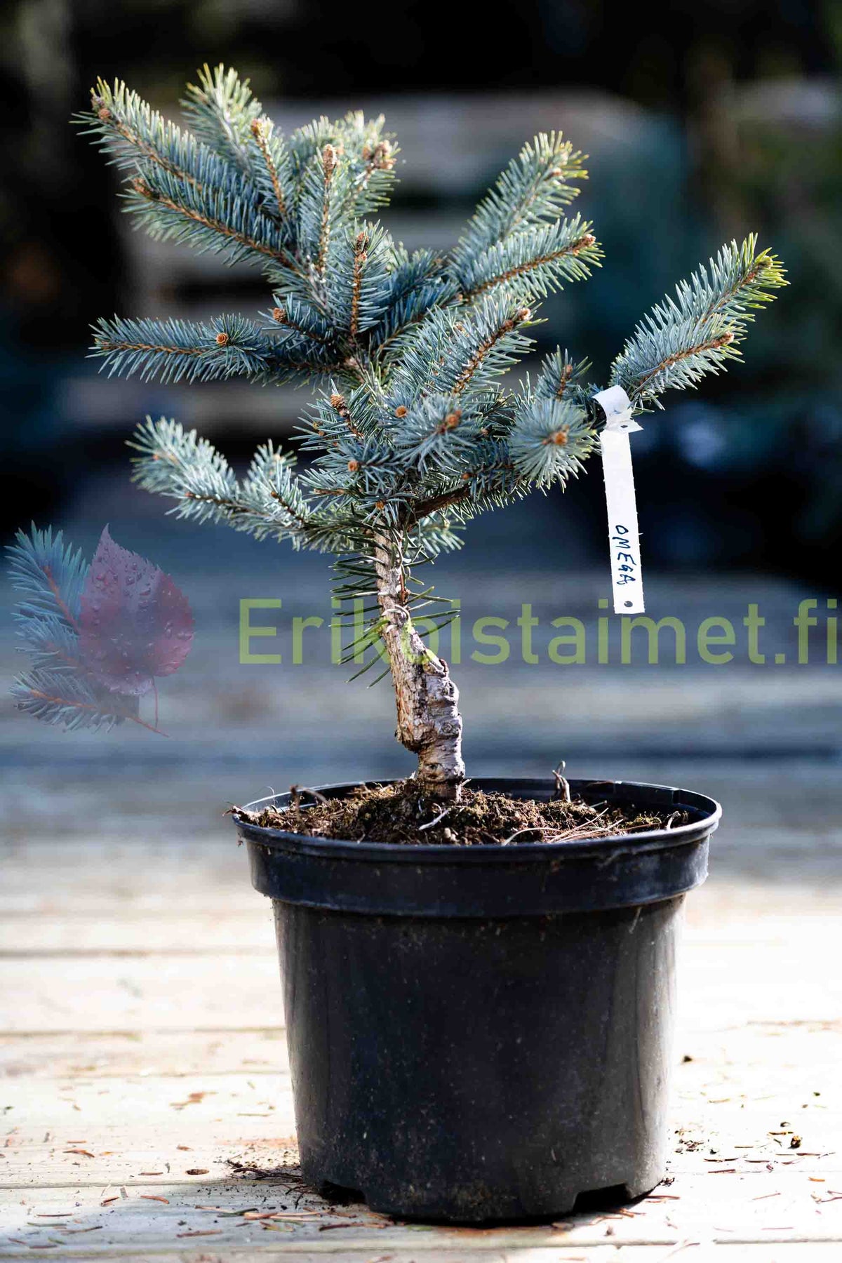 Picea pungens 'Omega' - Blågran