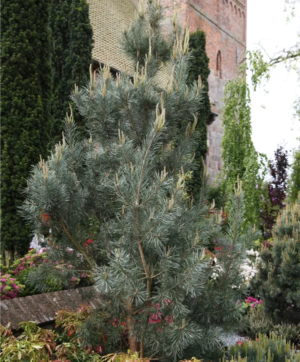 Pinus sylvestris 'Glauca' - Tall