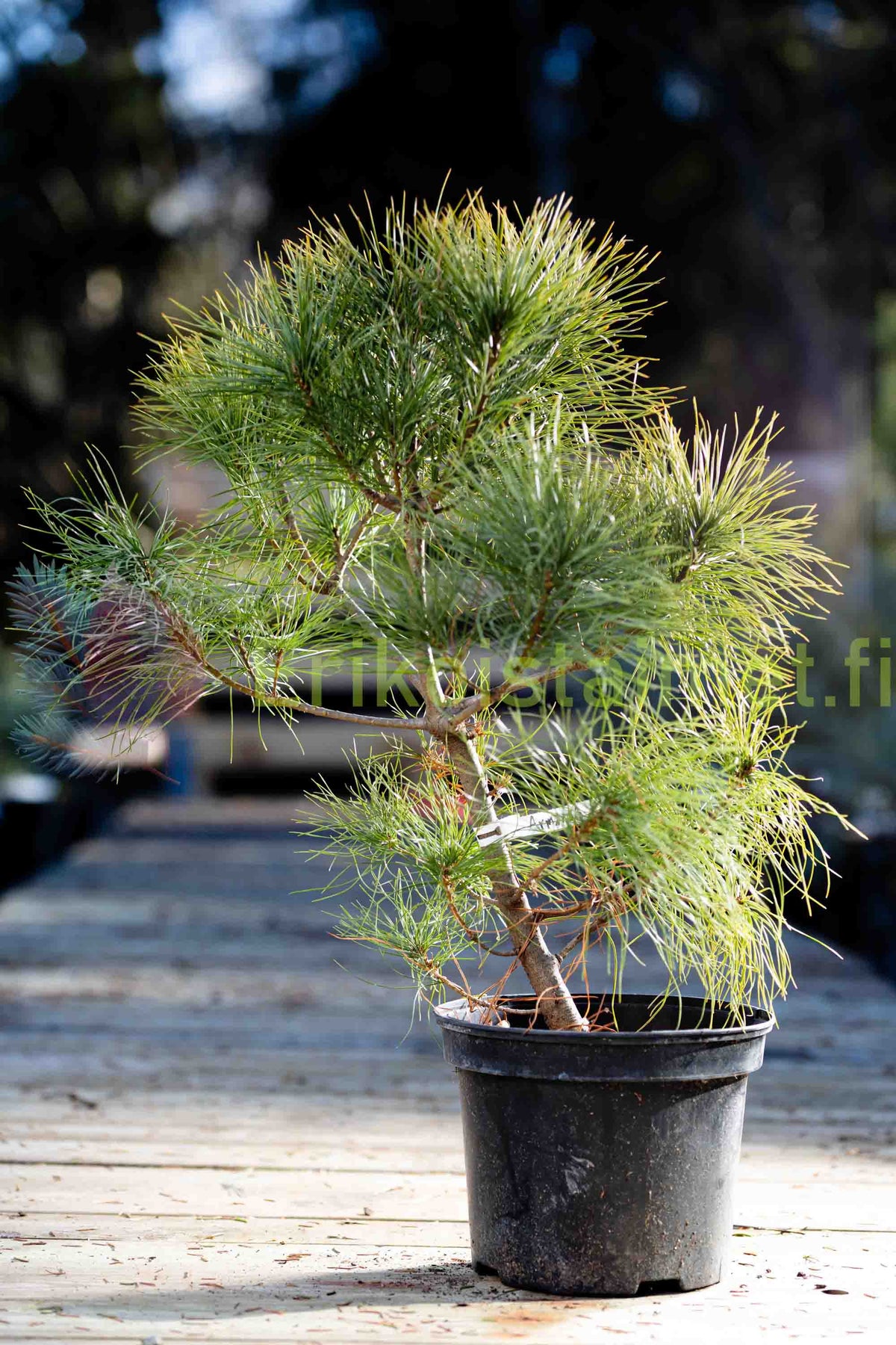 Pinus Armandii - Kiinansembra