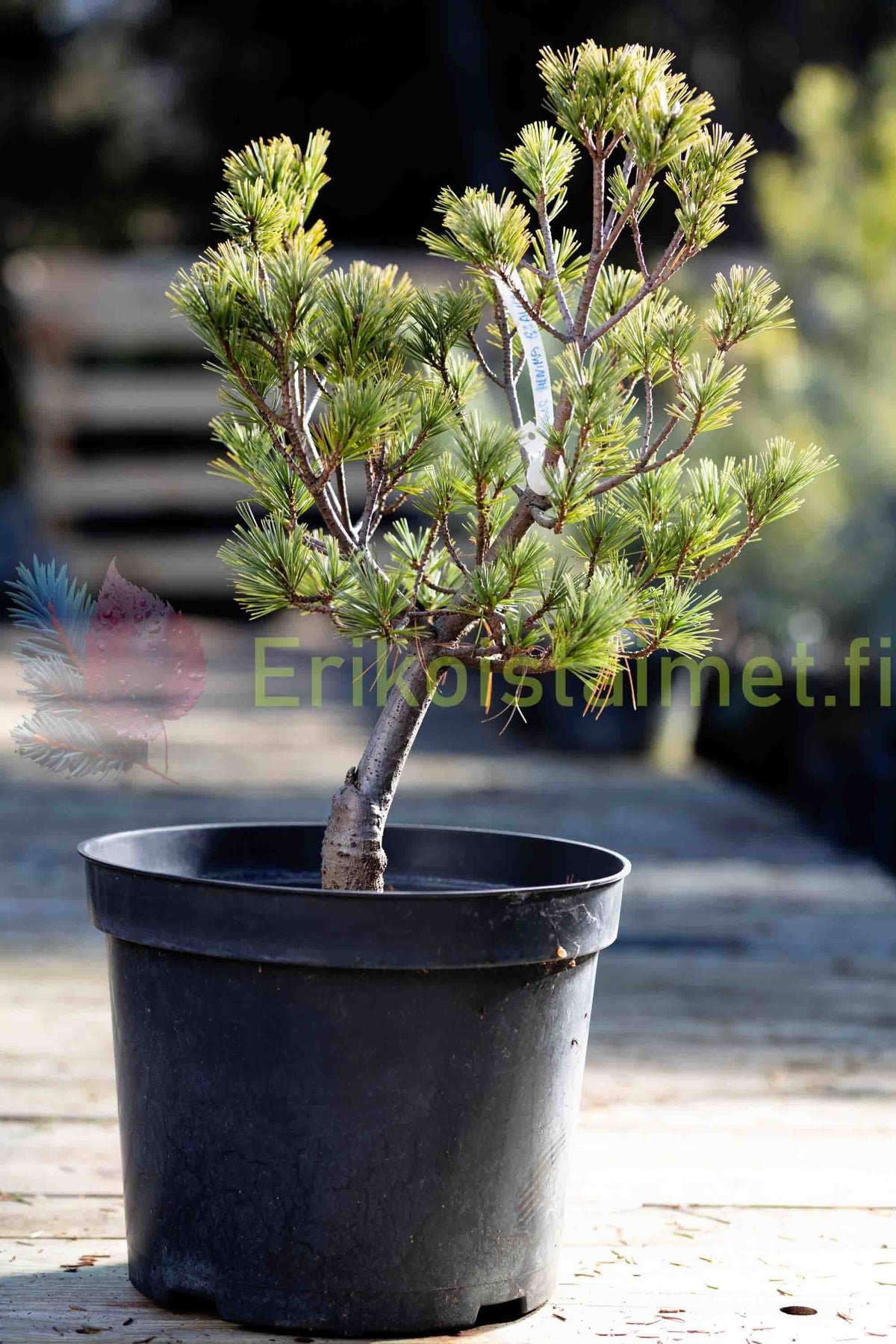 Pinus strobus 'Minima Glauca' - Dvärgtall