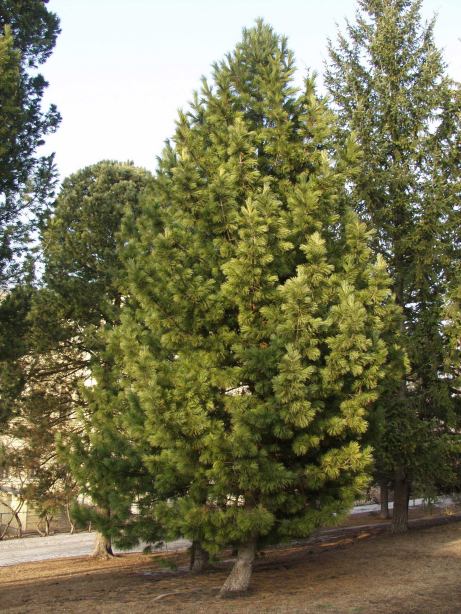 Pinus cembra subsp. sibirica (Pinus sibirica) – Siperiansembra