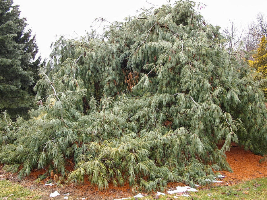 Pinus strobus 'Pendula' - Riippastrobusmänty
