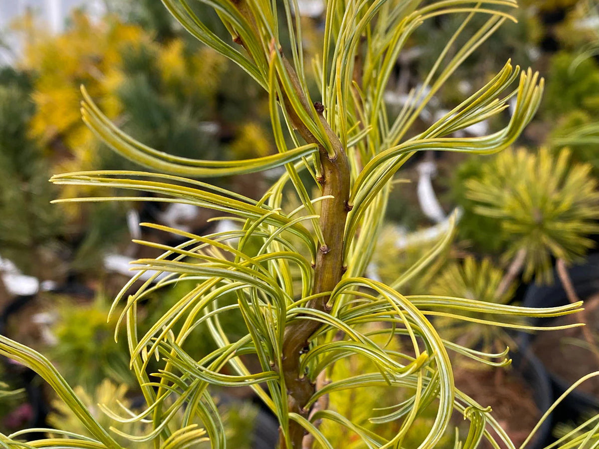 Pinus strobus 'Torulosa' - Weymouthtall