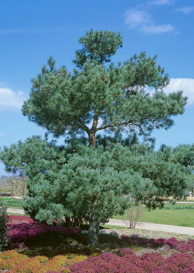 Pinus sylvestris 'Glauca' - Tall