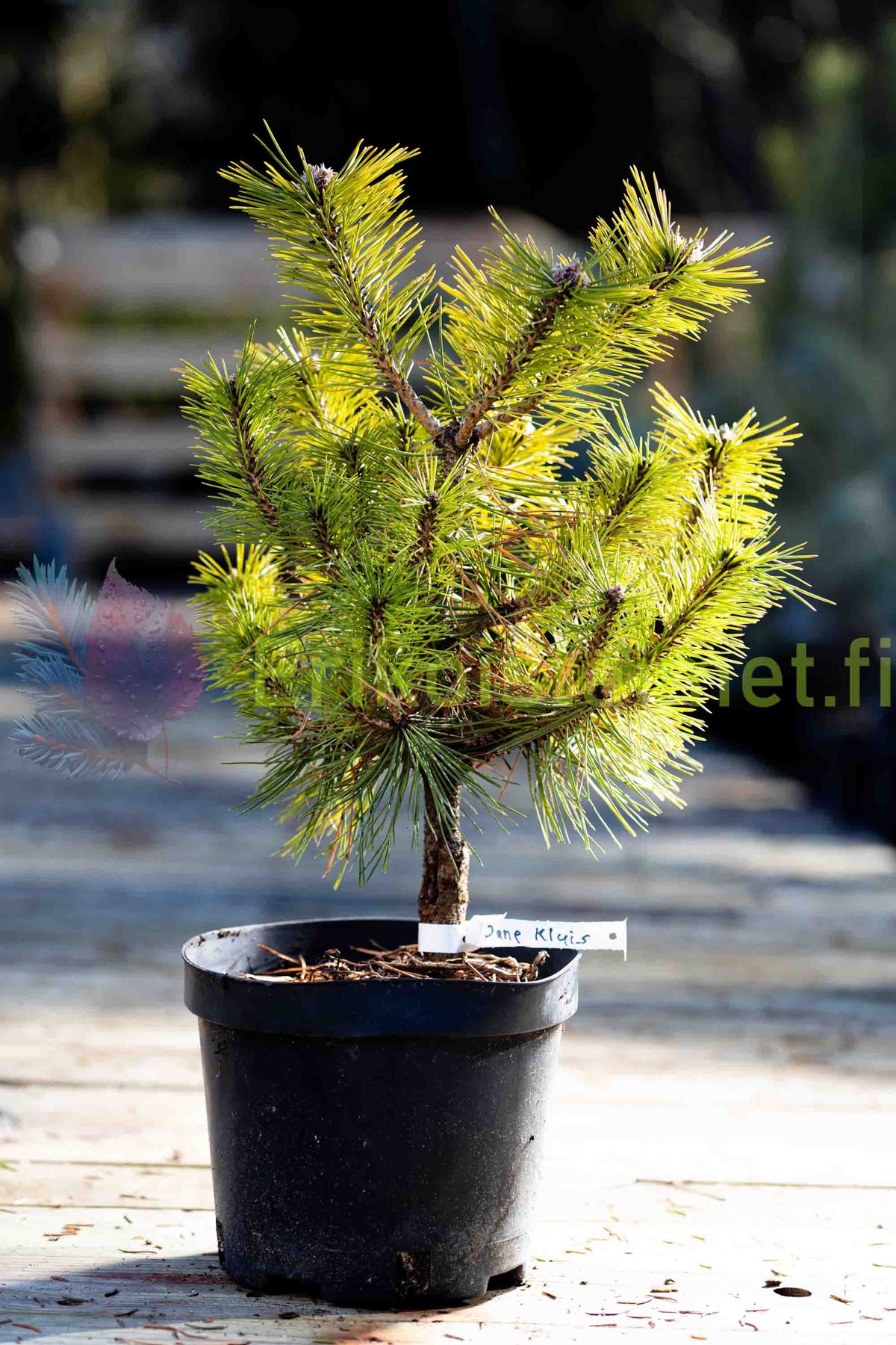 Pinus Densiflora 'Jane Kluis' - Dvärgtall