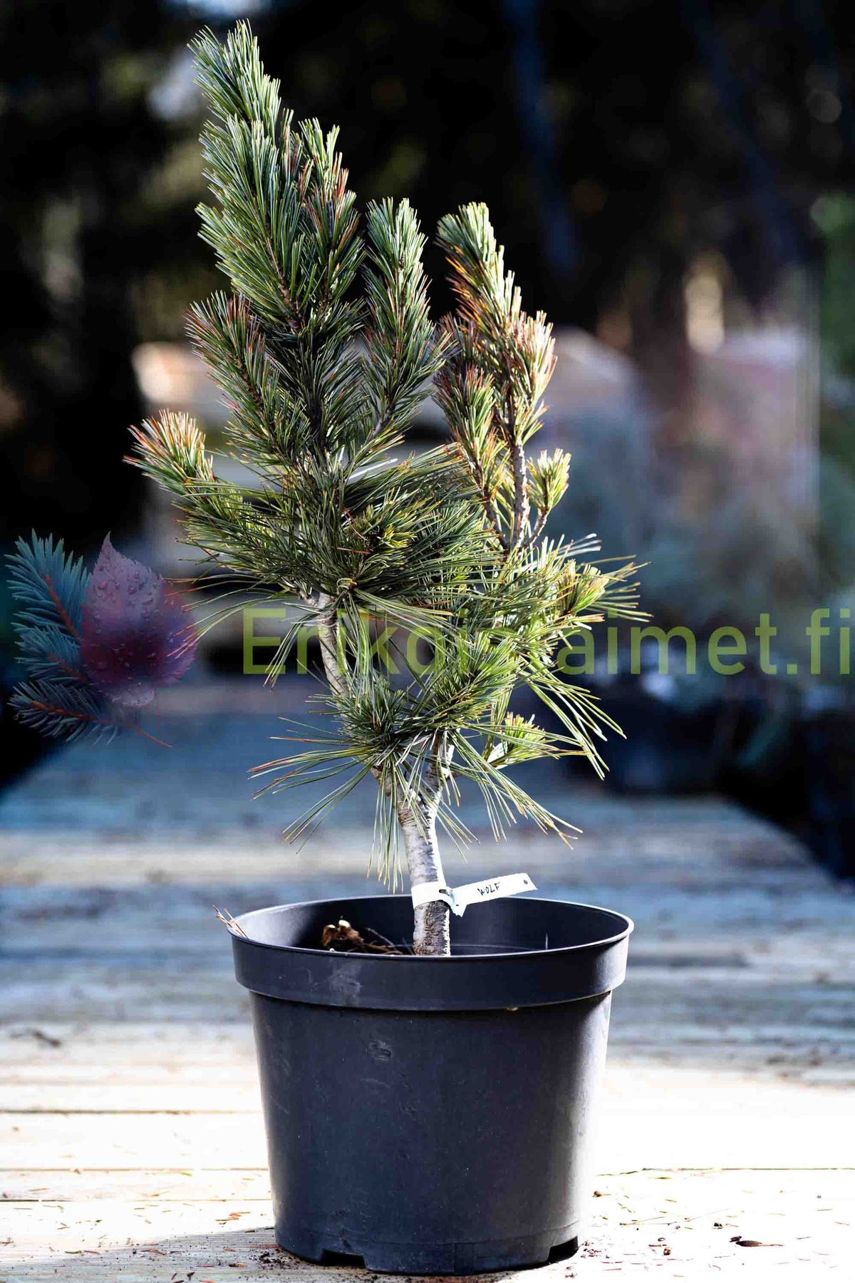 Pinus Flexilis 'Vanderwolf's Pyramid' - Rocky Mountains contortatall