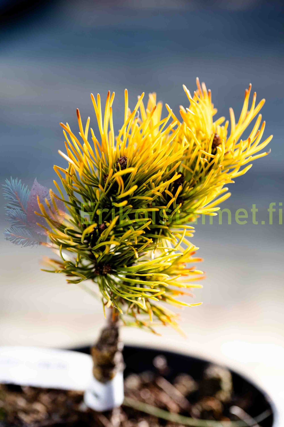 Pinus Mugo 'Golden Glow' - Dvärgbergtall