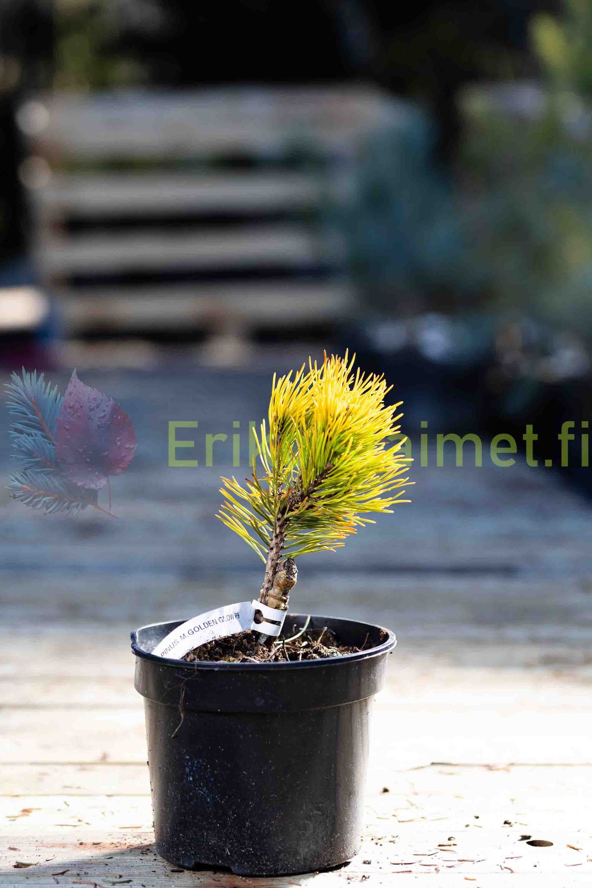 Pinus Mugo 'Golden Glow' - Dvärgbergtall
