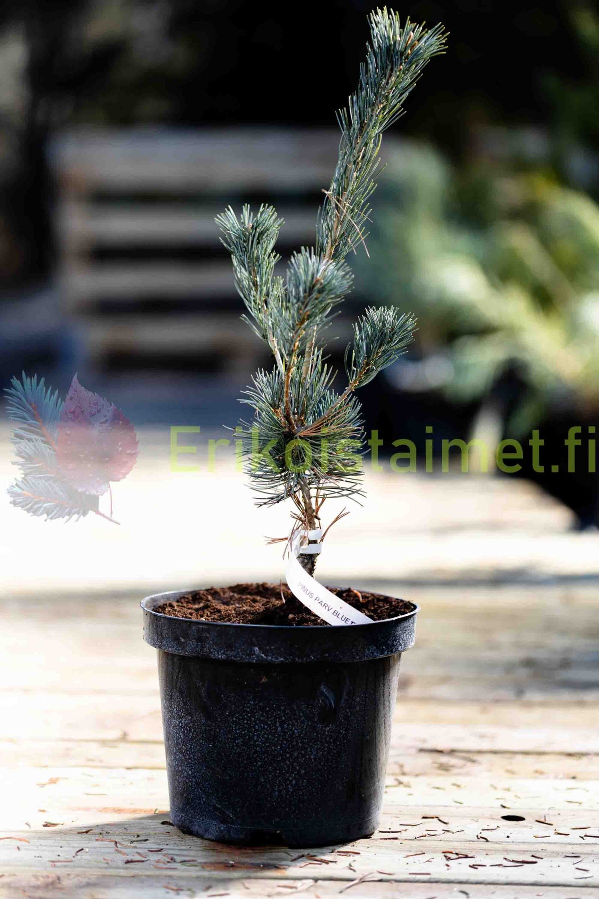 Pinus parviflora ’Blue Giant’ - Japansk dvärgpinje