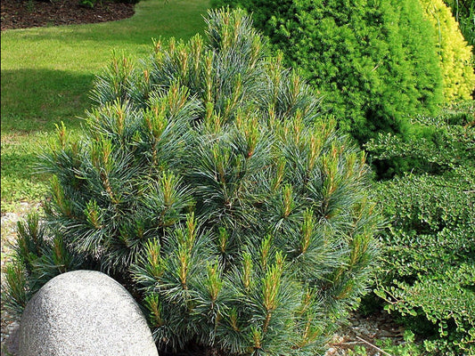 Pinus peuce ’Glauca Compacta’ - Kääpiö Makedonianmänty