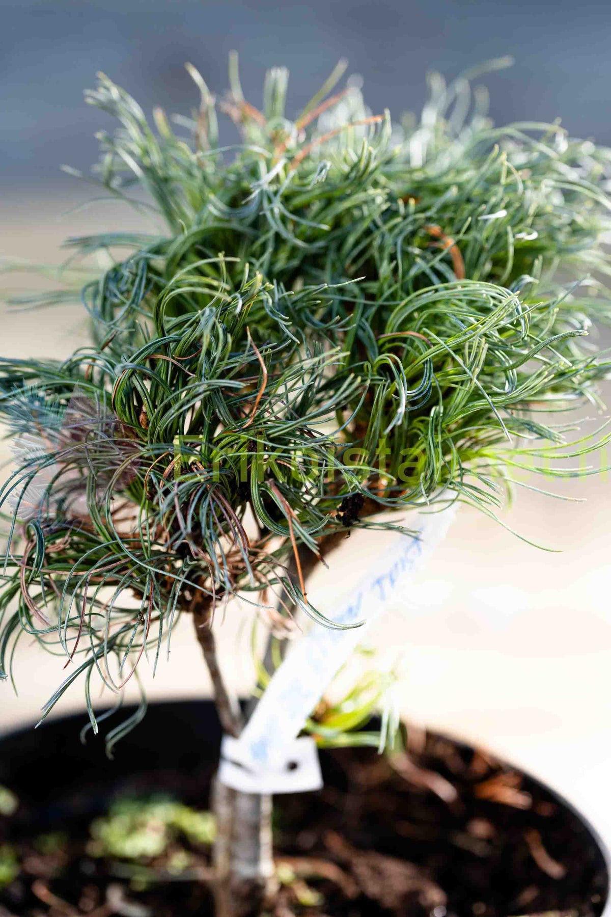 Pinus strobus 'Green Twist' - Dvärgtall