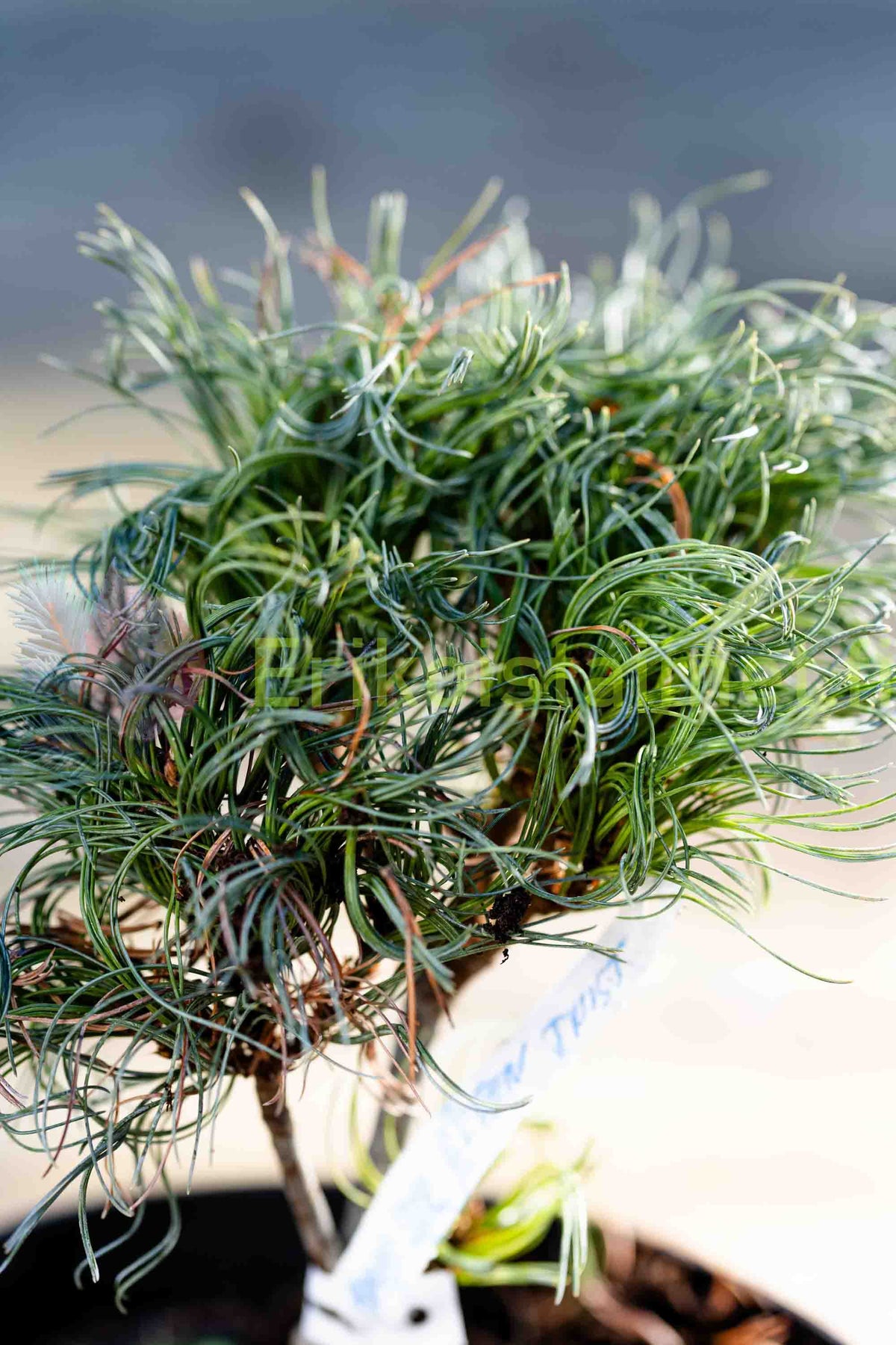 Pinus strobus 'Green Twist' - Dvärgtall
