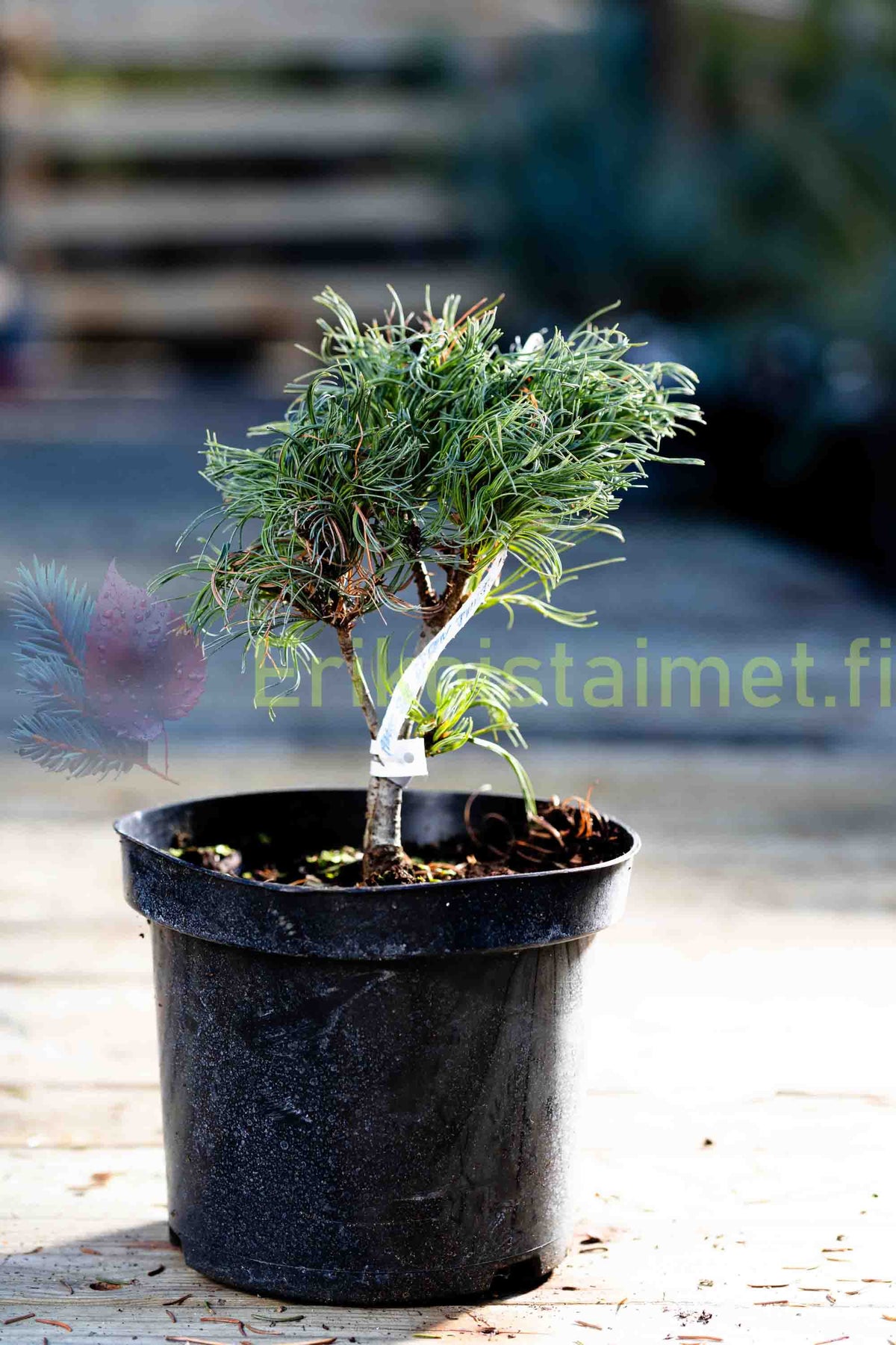 Pinus strobus 'Green Twist' - Dvärgtall