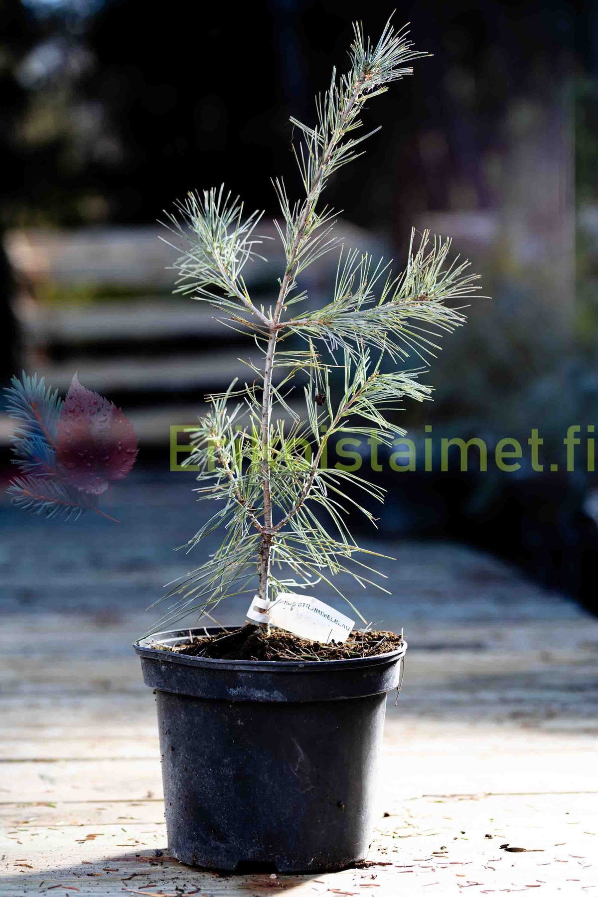 Pinus strobus 'Himmelblau' - Weymouthtall
