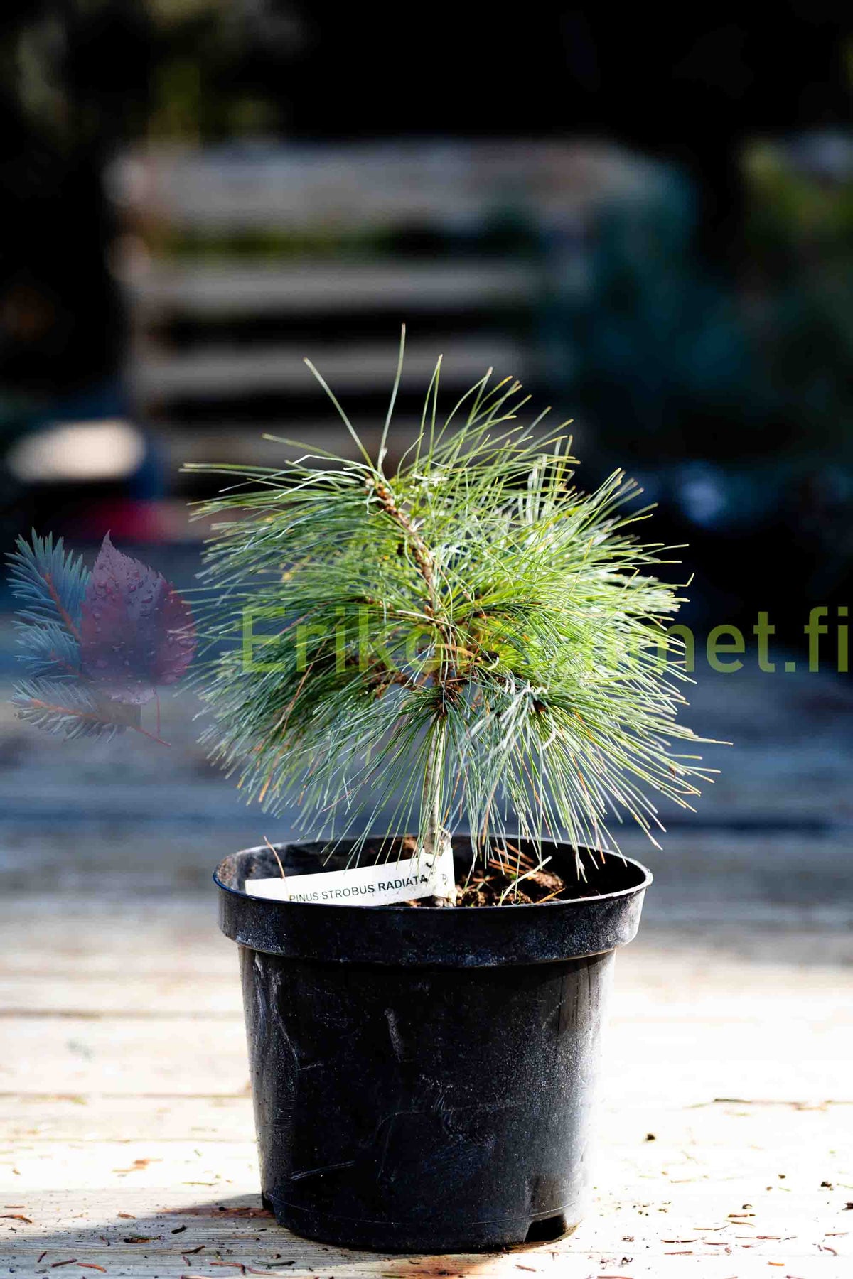 Pinus strobus 'Radiata' - Kääpiöstrobusmänty