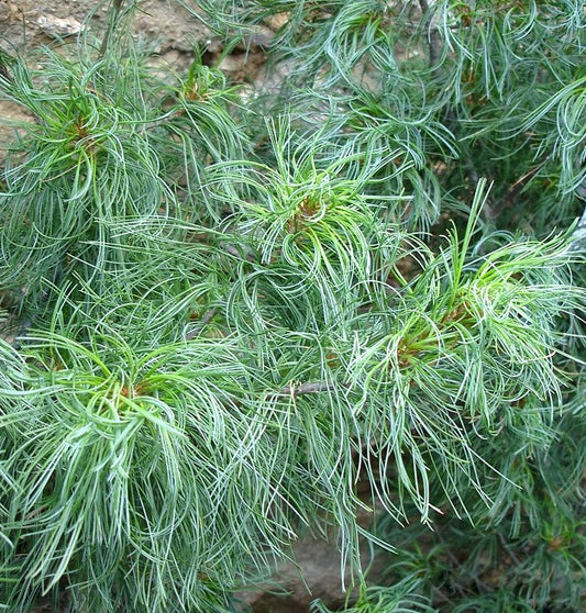 Pinus strobus 'Green Twist' - Kääpiöstrobusmänty