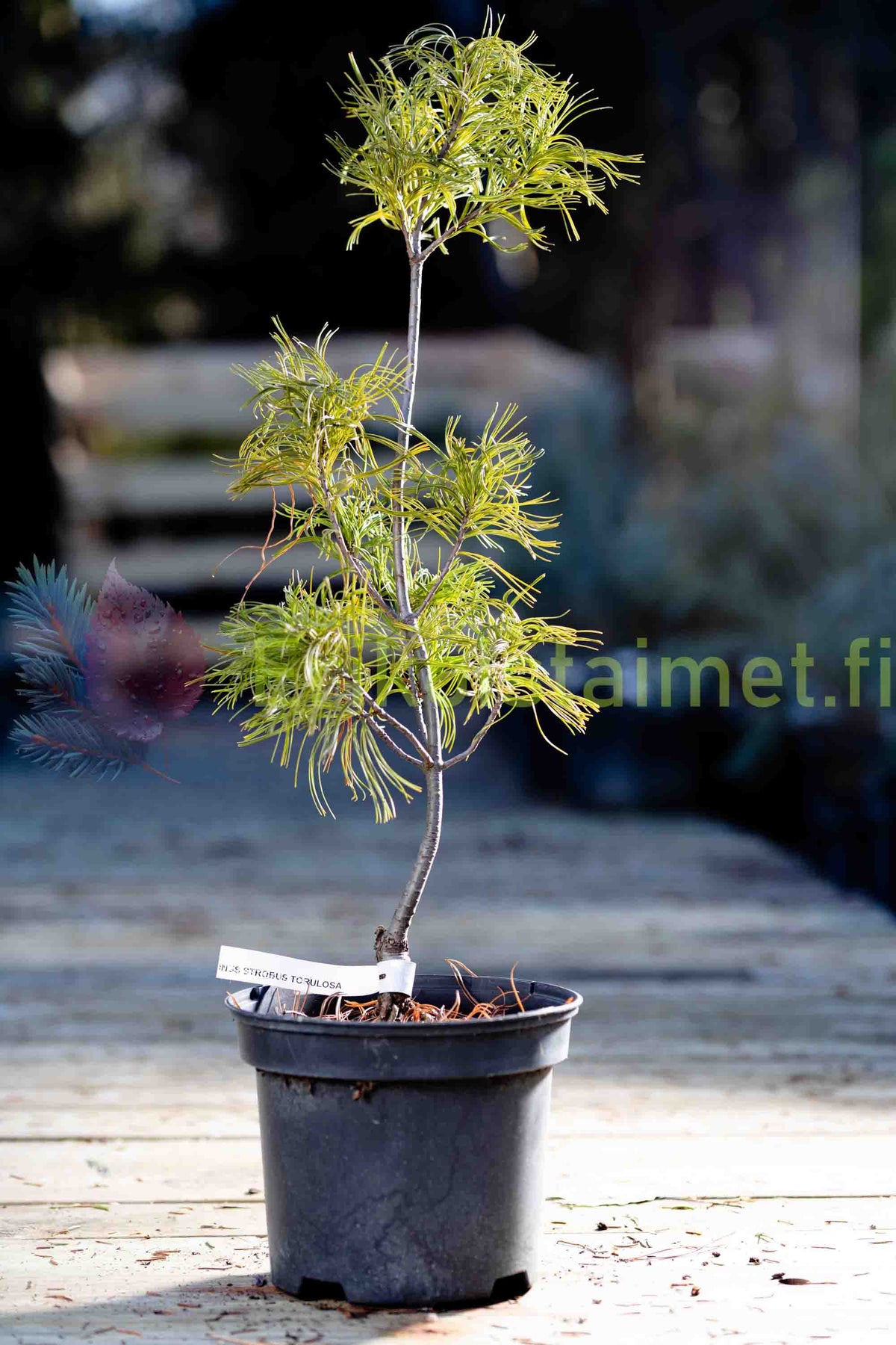 Pinus strobus 'Torulosa' - Weymouthtall