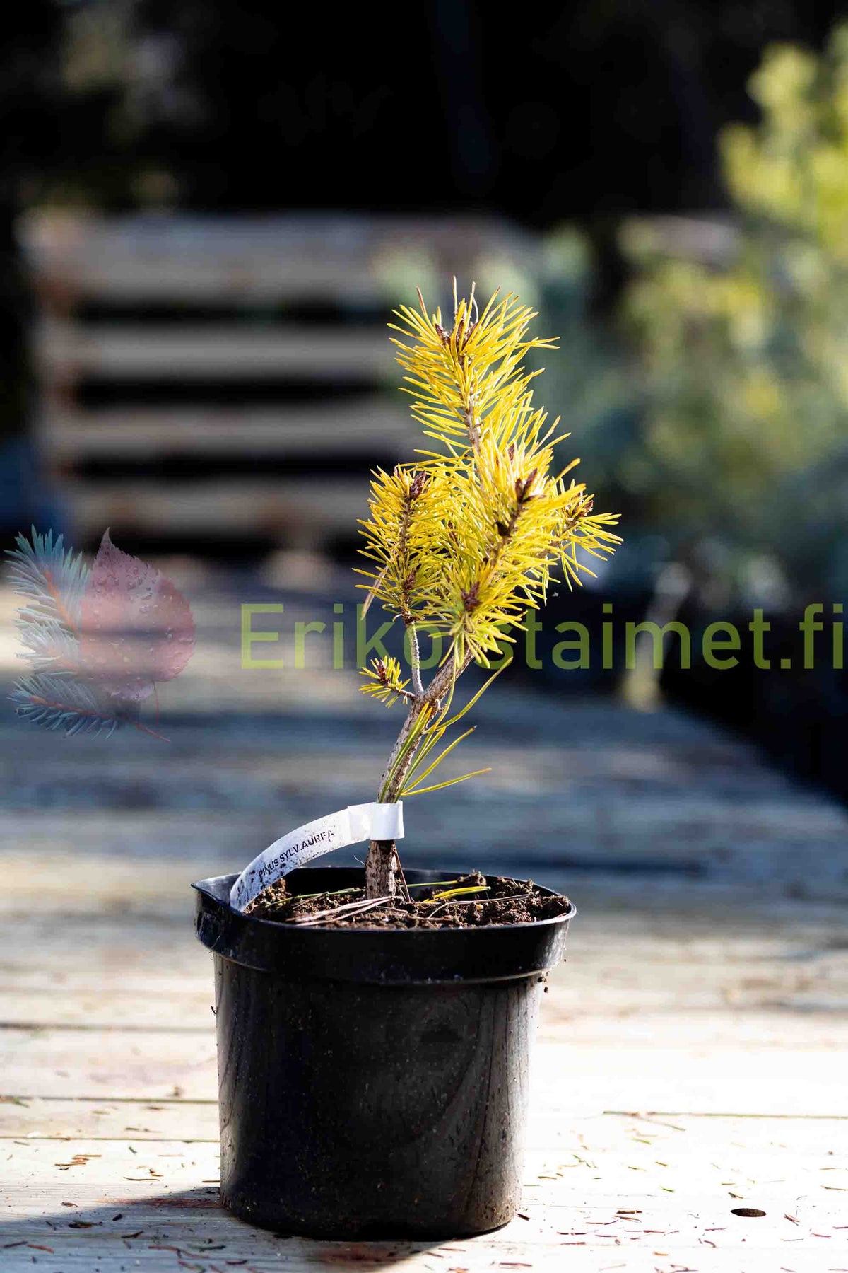 Pinus sylvestris 'Aurea' - Fura