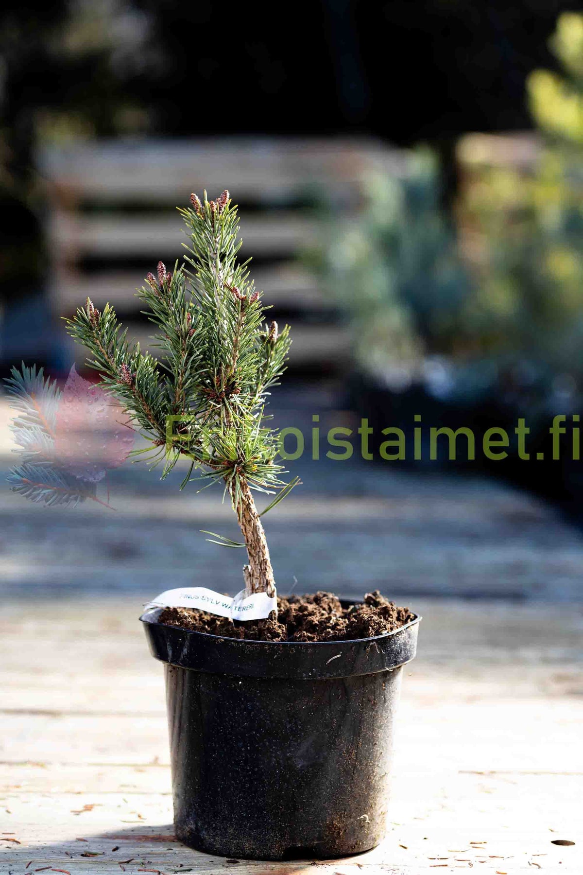 Pinus Sylvestris 'Watereri' - Dvärgfur