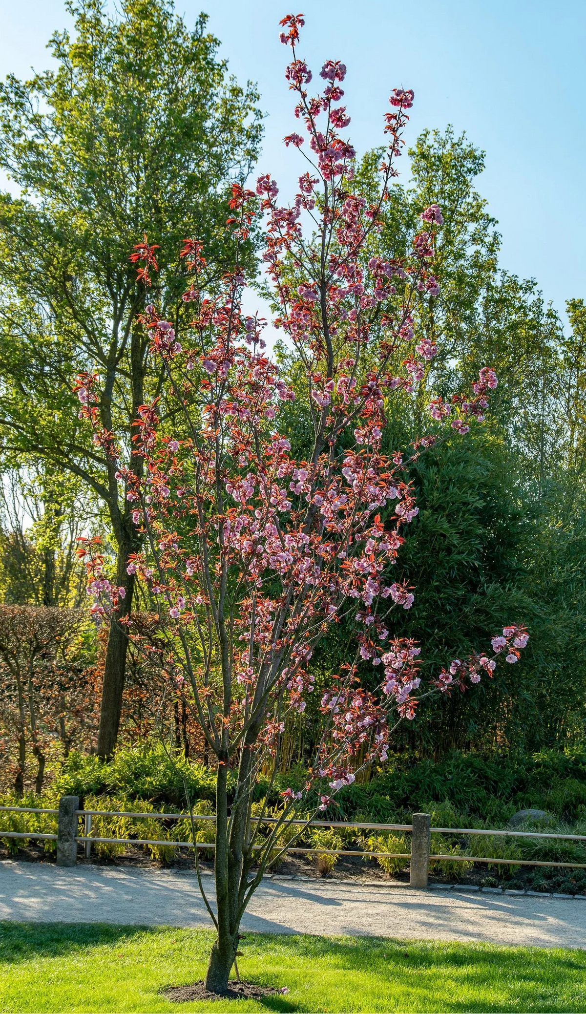 Prunus serrulata 'Royal Burgundy' - Japaninkirsikka