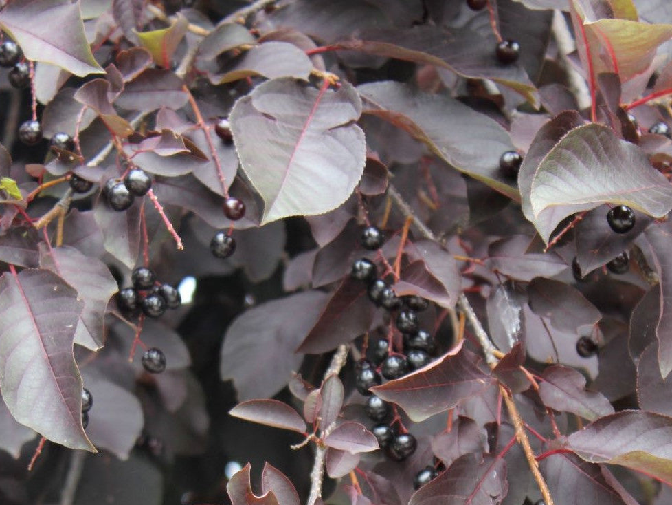 Prunus virginiana 'Canada Red' - Rusotuomi (Suomalainen taimi)