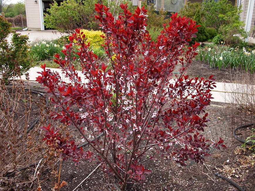 Prunus Cistena - Black plum 