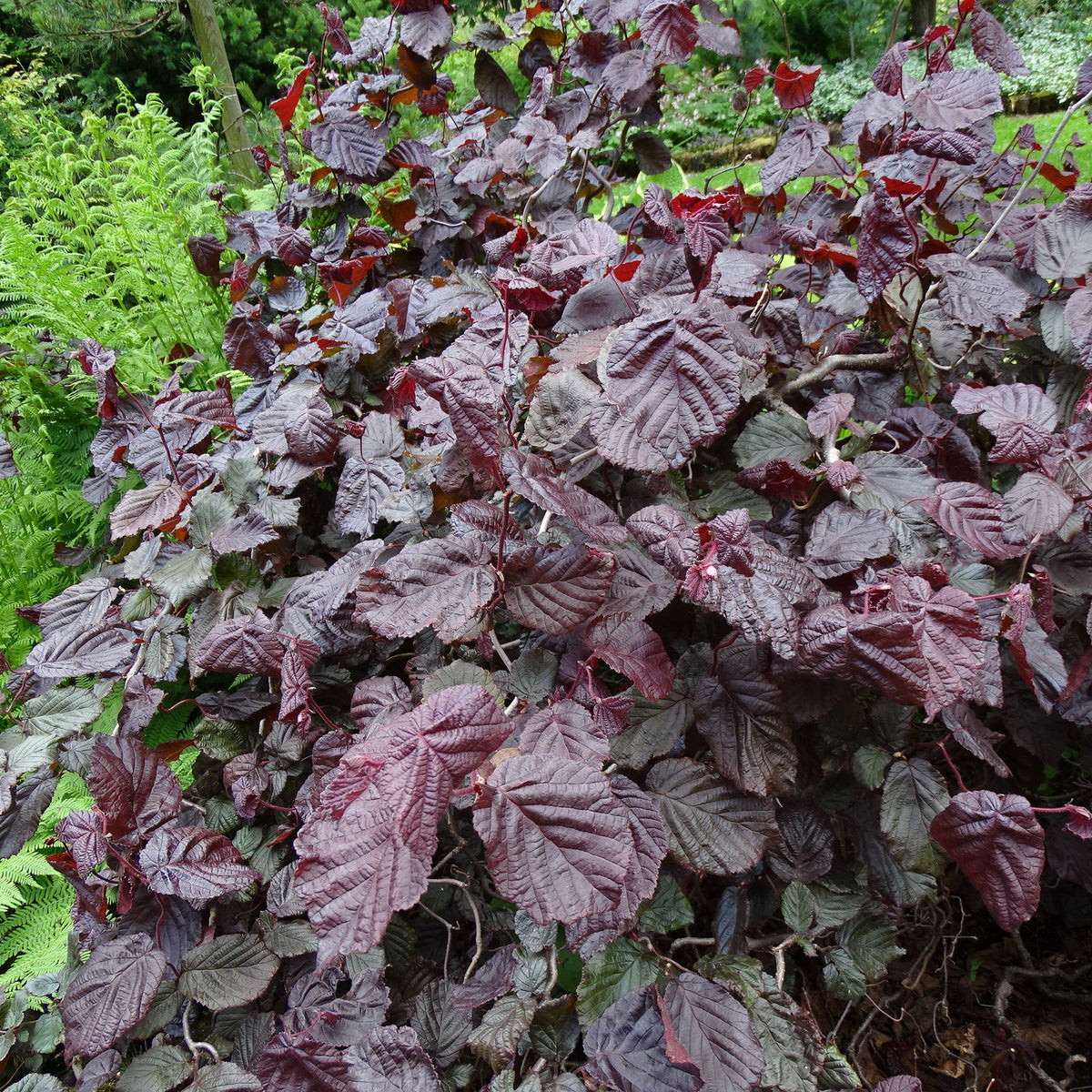 Corylus avellana ’Red Majestic’ "Pendula" - Hängande purpurkorkskruvshasssel