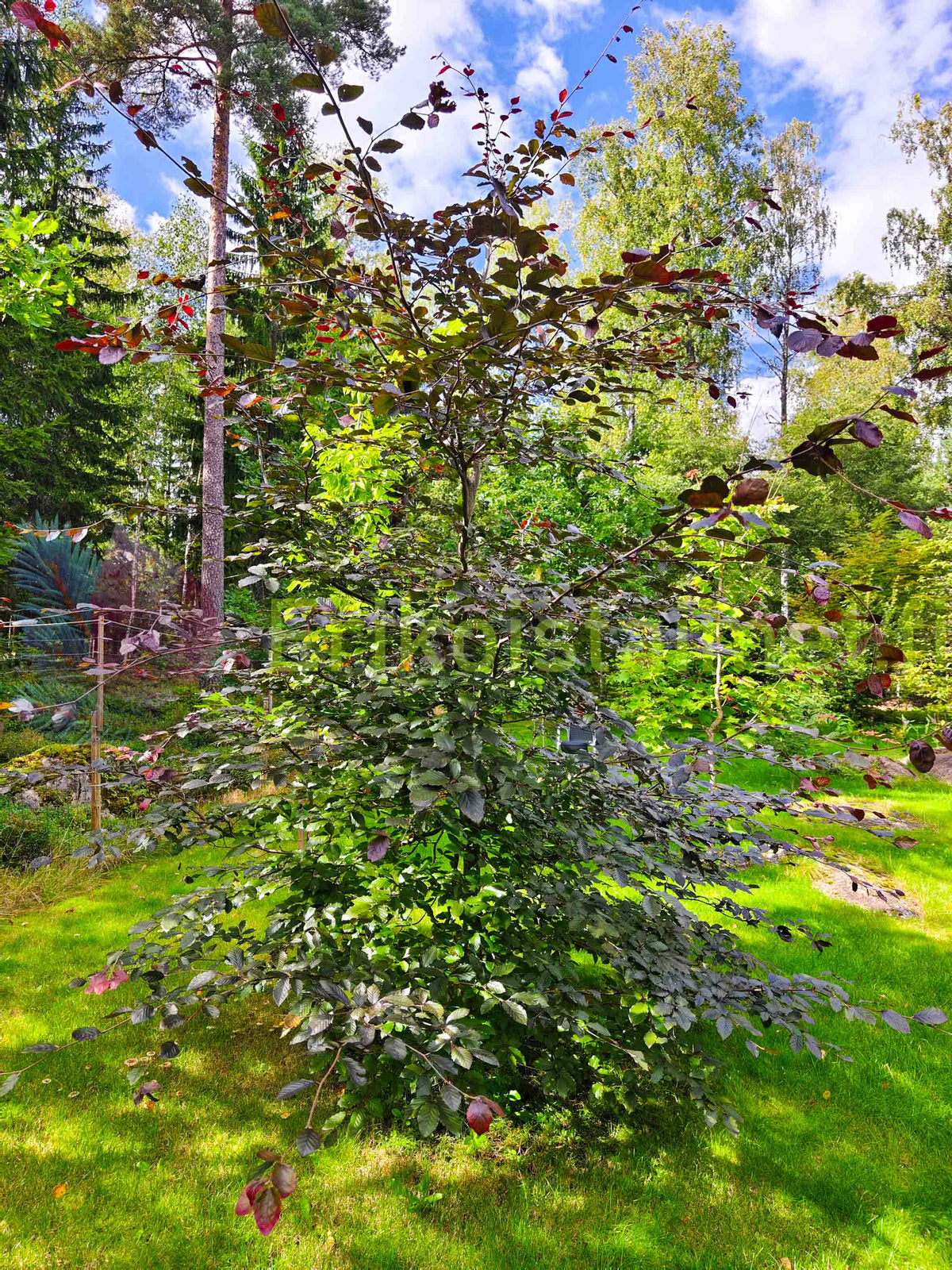 Fagus sylvatica 'Atropurpurea' - Punapyökki (Veripyökki)
