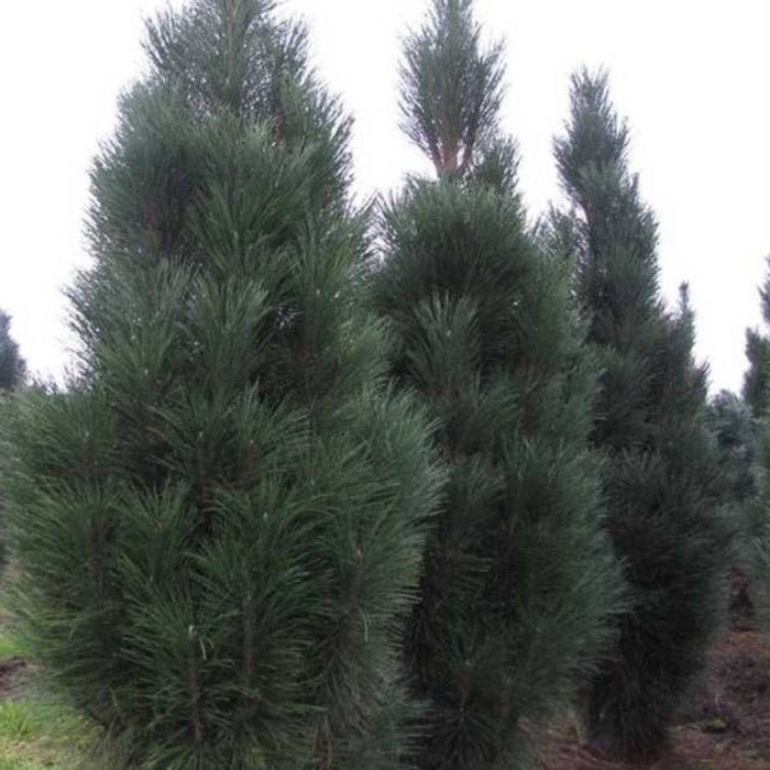 Pinus nigra 'Pyramidalis' - Euroopanmustamänty